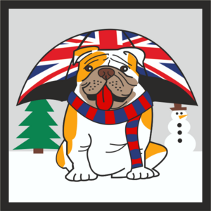 British Bulldog Winter